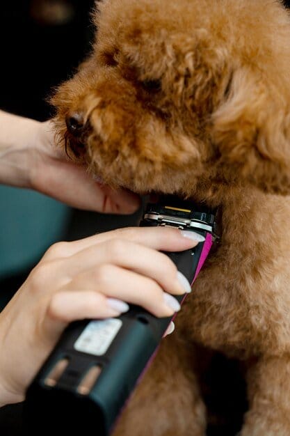 dog clippers